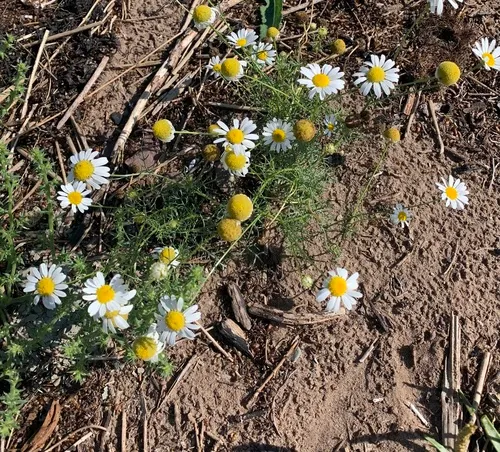 German Chamomile