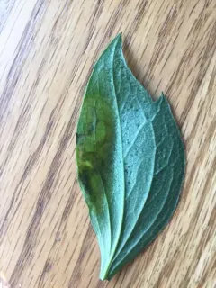 Calycomyza frickiana thumbnail 3