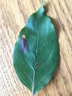 Antispila cornifoliella thumbnail 3