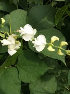 Hyacinth bean thumbnail 3