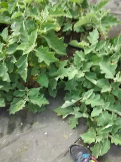 eggplant thumbnail 2