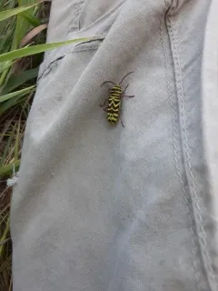 Megacyllene angulifera thumbnail 3