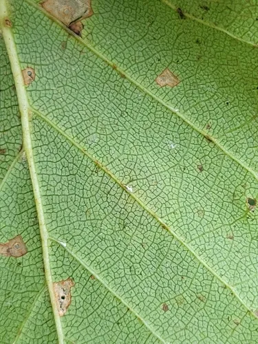 Cameraria betulivora