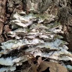Poplar Bracket thumbnail 2