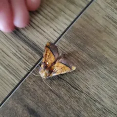 Columbine Borer Moth thumbnail 4