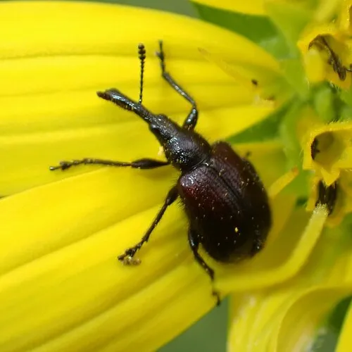 sunflower headclipping weevil