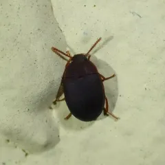 Red-horned Darkling Beetle thumbnail 4