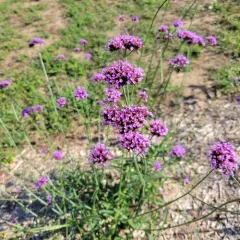 purpletop vervain thumbnail 3