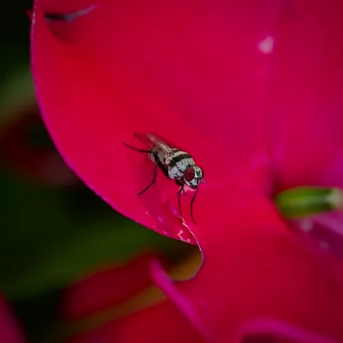 Root Maggot Fly