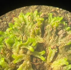 Violet Crystalwort thumbnail 3