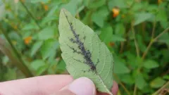 Aphis impatientis thumbnail 1