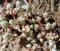 Orpine Stonecrop thumbnail 4