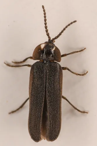 Phausis nigra