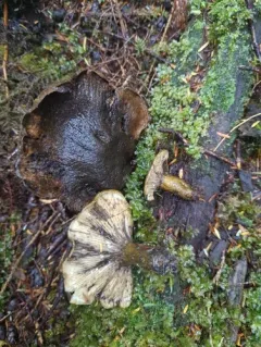 Toadskin Milkcap thumbnail 3