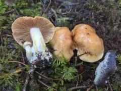 Cystinarius rubiginosus thumbnail 2