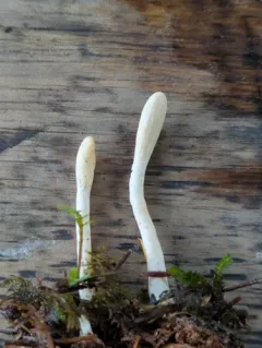 Trichoderma leucopus thumbnail 4