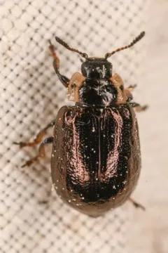 Chrysomela schaefferi thumbnail 1