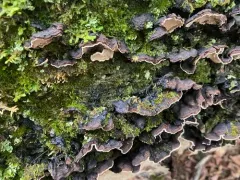 Cystostereum murrayi thumbnail 2
