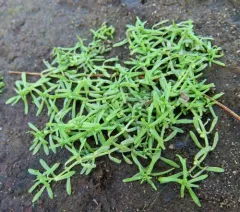 Narrow-fruited Water-starwort thumbnail 3