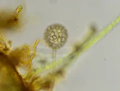 Clathrulina elegans thumbnail 2