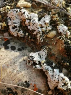 Buellia elegans thumbnail 1