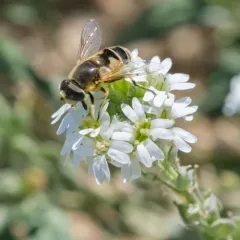 Black-footed Drone Fly thumbnail 1