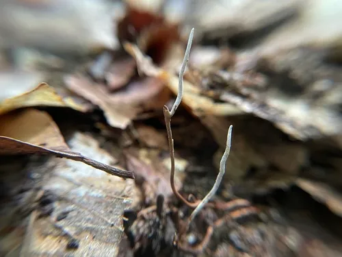 Ophiocordyceps elongata