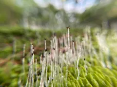 bog-moss flapwort thumbnail 4