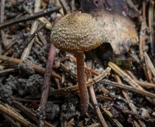 Inocybe subfulva