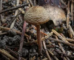 Inocybe subfulva thumbnail 1
