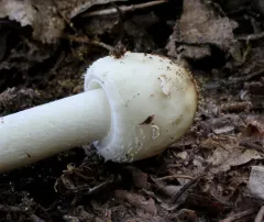 White American Star-Footed Amanita thumbnail 3