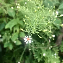 Bushy Aster thumbnail 3