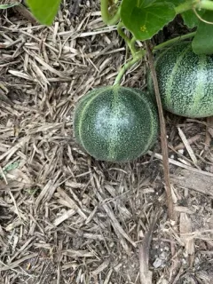 Muskmelon thumbnail 1