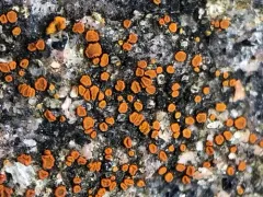 Granite Firedot Lichen thumbnail 4