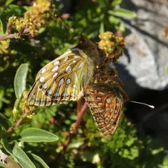 Mormon Fritillary thumbnail 3