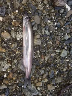 Pacific Capelin thumbnail 2