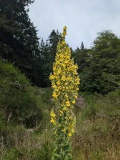 showy mullein thumbnail 2
