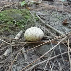 common earthball thumbnail 3