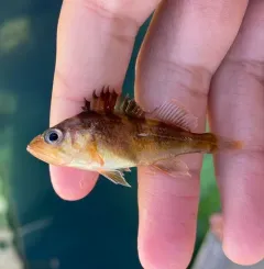 Quillback Rockfish thumbnail 3