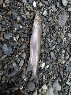 Pacific Capelin thumbnail 3