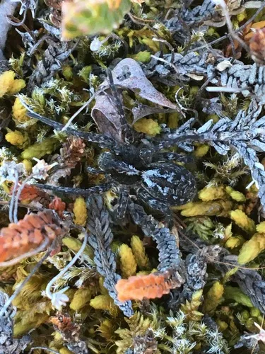 Alopecosa hirtipes