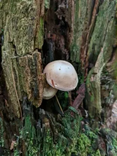 Boletus atkinsonii thumbnail 2