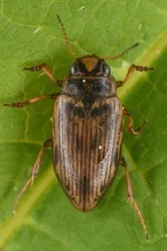Oreodytes alaskanus thumbnail 1
