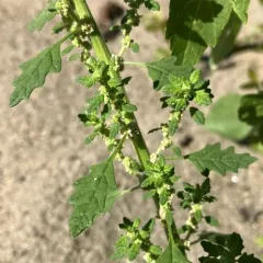 Clammy goosefoot thumbnail 2