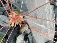 Alaska Rockjasmine thumbnail 2