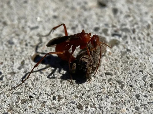 Ageniella coronata