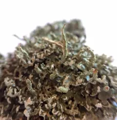 Smooth-footed Powderhorn thumbnail 1