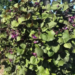 Hyacinth bean thumbnail 4