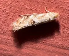 Apple Skeletonizer Moth thumbnail 2