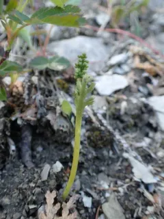 slender moonwort thumbnail 4
